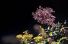 fleurs